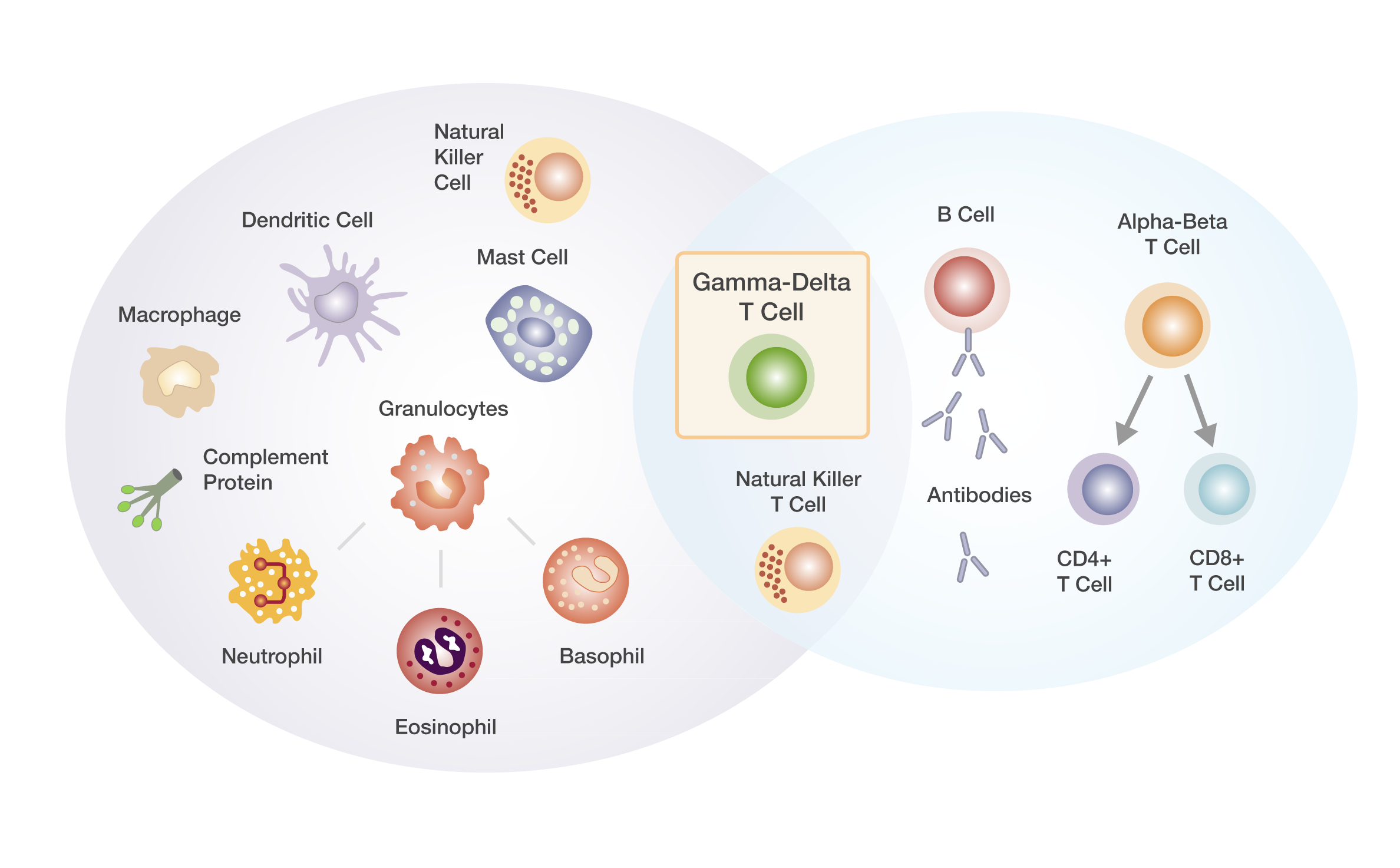 Cellular Medical Illustration Biotech Design